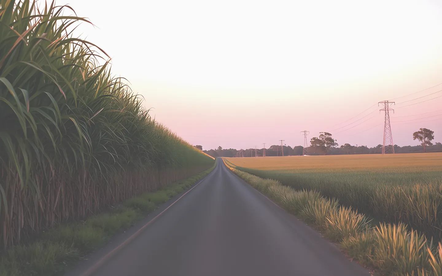 Bundaberg cane fields and country road